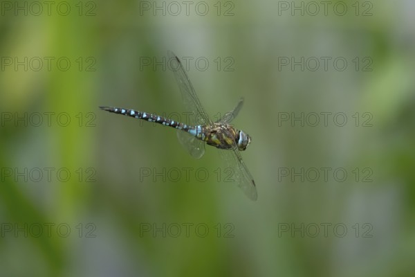 Migrant hawker dragonfly (Aeshna mixta) adult insect in flight in summer, England, United Kingdom