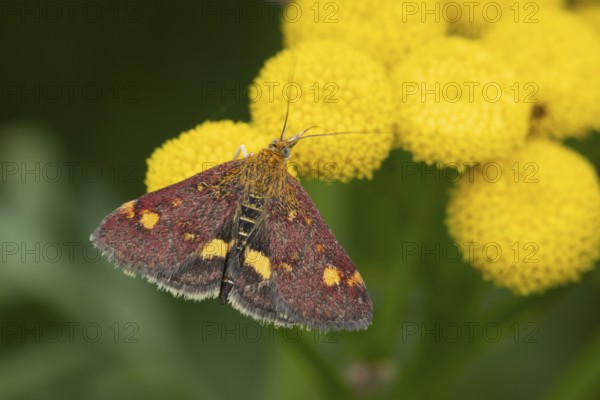 Mint moth (Pyrausta aurata) adult insect feeding on garden Tansy herb plant flowers in summer, England, United Kingdom
