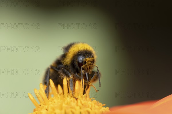 White tailed bumblebee (Bombus lucorum) adult bee insect feeding on a garden Mexican sunflower (Tithonia spp) flower in summer, England, United Kingdom