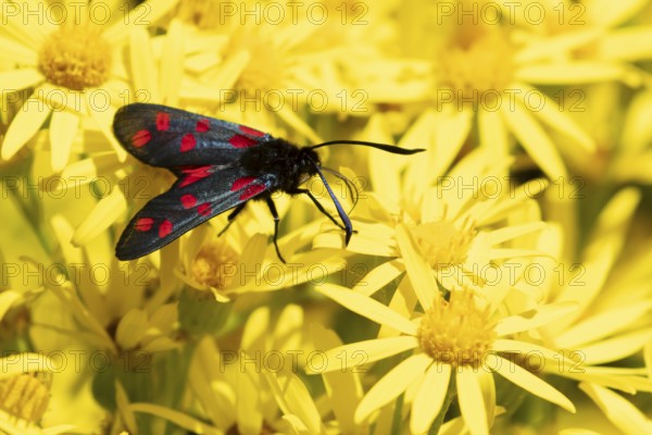 Six spot burnet moth (Zygaena filipendulae) adult insect feeding on Ragwort flowers in summer, England, United Kingdom