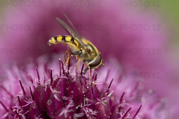 Common hoverfly (Eupeodes corollae) adult insect feeding on garden purple Allium plant flower in summer, England, United Kingdom