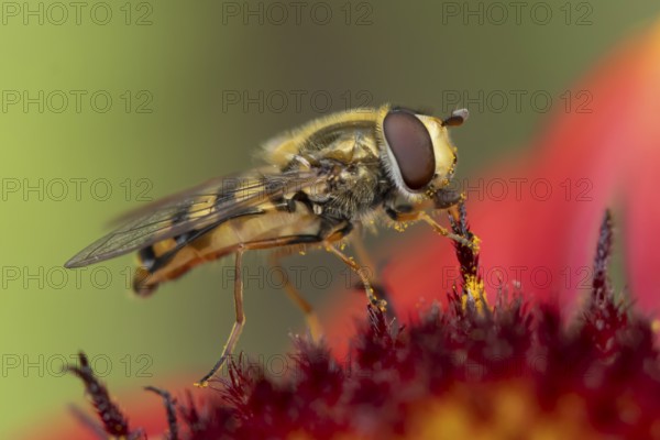 Common hoverfly (Eupeodes corollae) adult insect feeding on garden Blanket flower (Gaillardia spp.) plant flower in summer, England, United Kingdom