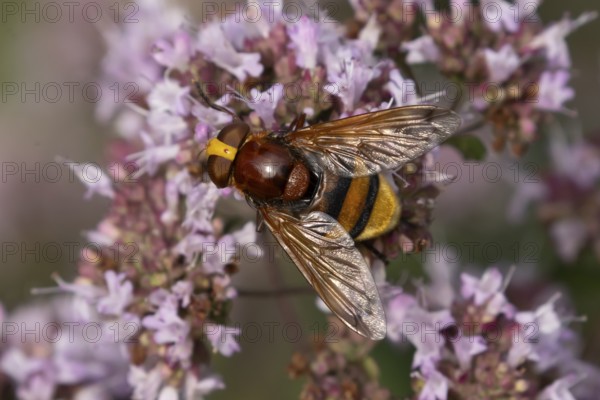 Hornet mimic fly (Volucella zonaria) adult insect feeding on garden Wild marjoram or Oregano plant flowers in summer, England, United Kingdom