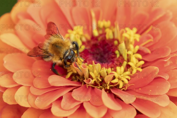 Common carder bumblebee (Bombus pascuorum) adult bee insect feeding on a garden Zinnia flower in summer, England, United Kingdom