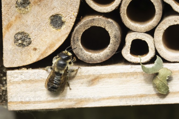 Leaf cutter bee (Megachile rotundata) adult insect on a garden bee or bug hotel in summer, England, United Kingdom
