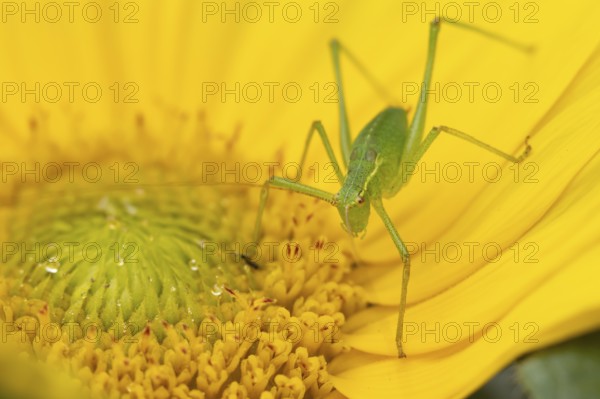Speckled bush cricket (Leptophyes punctatissima) adult insect on a garden sunflower flower in summer, England, United Kingdom