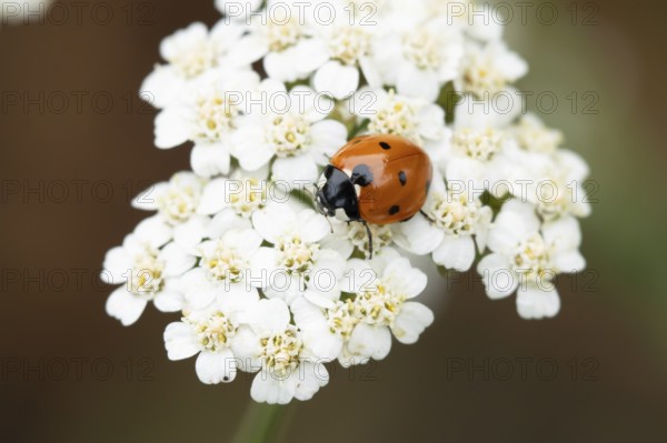 Seven-spot ladybird or Ladybug (Coccinella septempunctata) adult insect on a garden white flower in summer, England, United Kingdom