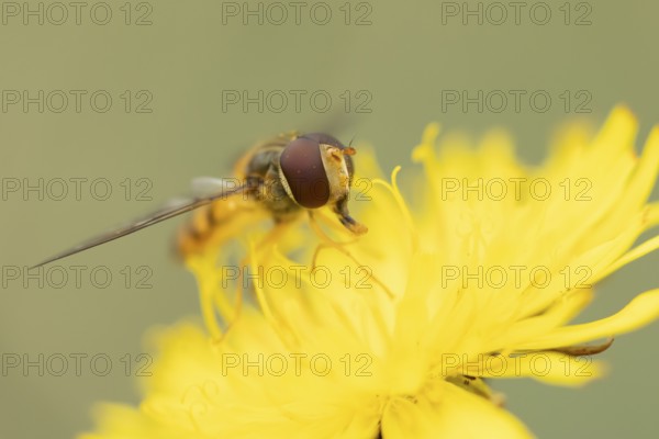 Common hoverfly (Eupeodes corollae) adult insect feeding on Dandelion plant flower in summer, England, United Kingdom