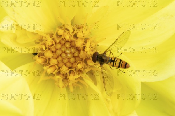 Common hoverfly (Eupeodes corollae) adult insect feeding on garden Dahlia plant flower in summer, England, United Kingdom