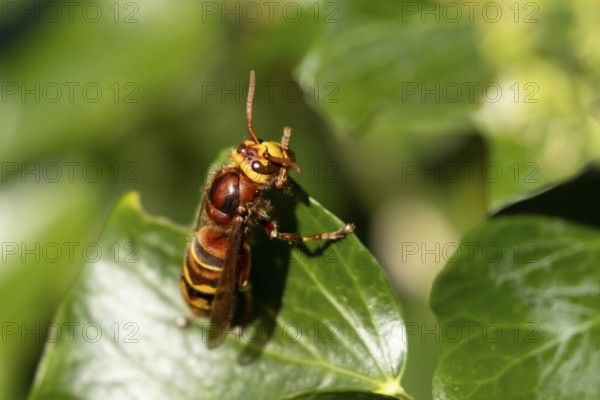 European hornet (Vespa crabro) adult insect on an Ivy plant leaf in summer, England, United Kingdom