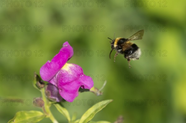 Garden bumblebee (Bombus hortorum) adult bee insect flying towards a garden Snapdragon (Antirrhinum spp.) flower in summer, England, United Kingdom