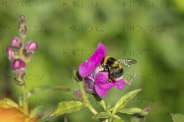 Garden bumblebee (Bombus hortorum) adult bee insect feeding on a garden Snapdragon (Antirrhinum spp.) flower in summer, England, United Kingdom