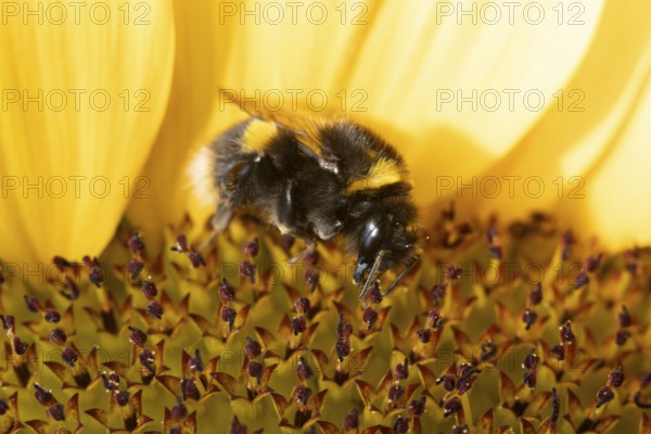 White tailed bumblebee (Bombus lucorum) adult bee insect feeding on a garden sunflower flower in summer, England, United Kingdom