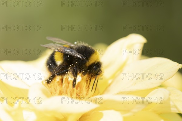 White tailed bumblebee (Bombus lucorum) adult bee insect feeding on a garden Dahlia flower in summer, England, United Kingdom