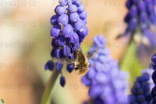 Bee fly (Bombylius major) adult insect feeding on a garden Grape hyacinth or muscari flower in spring, England, United Kingdom