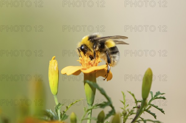 Buff tailed bumblebee (Bombus terrestris) adult bee insect feeding on a garden French marigold flower in summer, England, United Kingdom