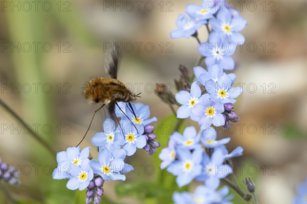 Bee fly (Bombylius major) adult insect feeding on a Forget-me-not flower in spring, England, United Kingdom
