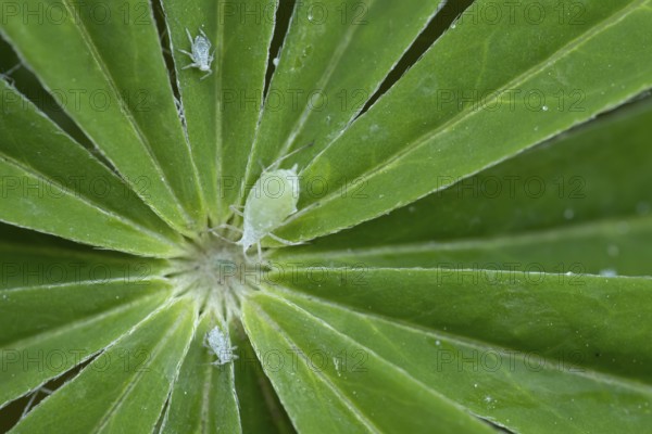 Lupin aphid (Macrosiphum albifrons) adult insects on a garden Lupin plant leaf in summer, England, United Kingdom