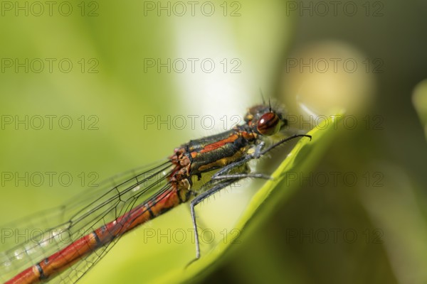 Large red damselfly (Pyrrhosoma nymphula) adult insect resting on a plant leaf in summer, England, United Kingdom