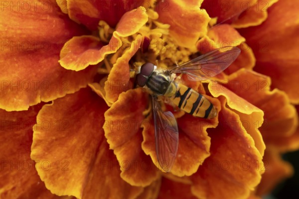 Common hoverfly (Eupeodes corollae) adult insect feeding on garden French marigold plant flower in summer, England, United Kingdom