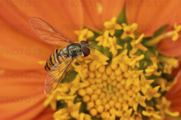 Common hoverfly (Eupeodes corollae) adult insect feeding on garden Mexican sunflower (Tithonia spp) plant flower in summer, England, United Kingdom