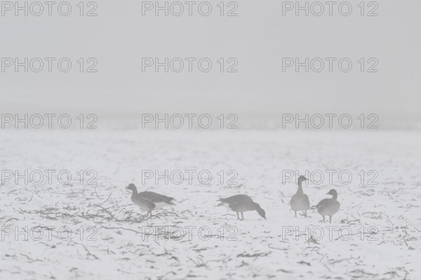 Bean geese (Anser fabalis) in the snow, Emsland, Lower Saxony, Germany