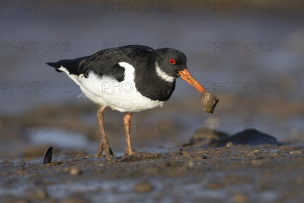 Eurasian oystercatcher (Haematopus ostralegus) adult wading bird feeding on a mussel shell on a coastline, Norfolk, England, United Kingdom