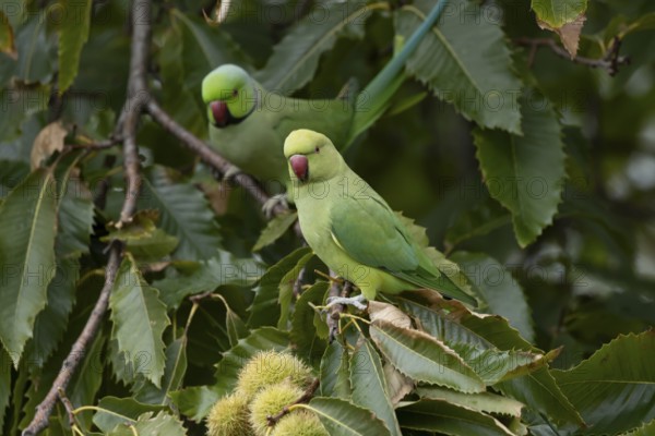 Ring-necked or Rose-ringed parakeet (Psittacula krameri) adult parrot bird in a Sweet chesnut tree in autumn, England, United Kingdom