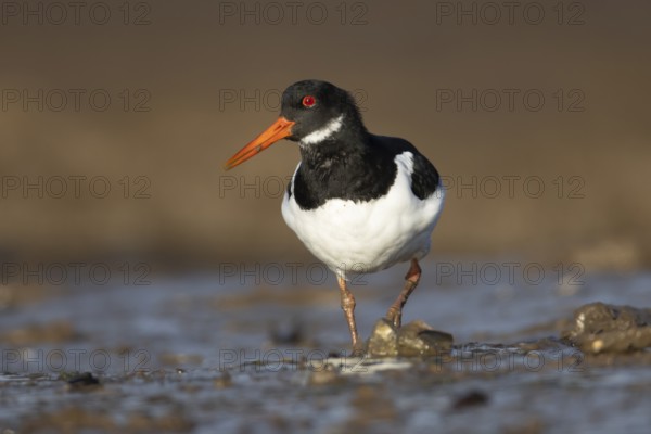 Eurasian oystercatcher (Haematopus ostralegus) adult wading bird walking on a coastline, Norfolk, England, United Kingdom