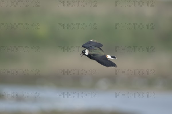 Northern lapwing (Vanellus vanellus) adult wading bird calling in flight in spring, RSPB Minsmere nature reserve, Suffolk, England, United Kingdom