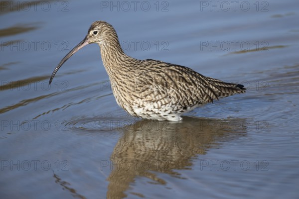 Eurasian curlew (Numenius arquata) adult wading bird in a coastal lagoon, Norfolk, England, United Kingdom
