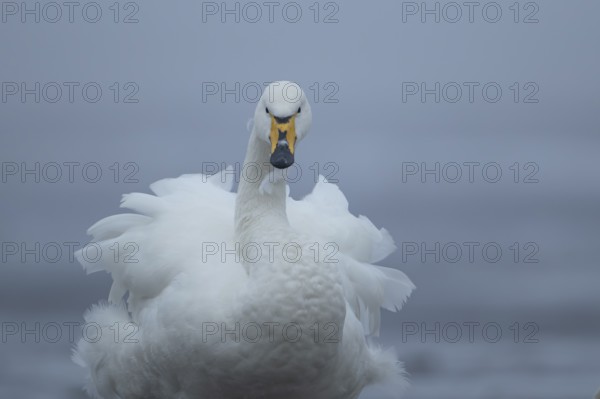 Whooper swan (Cygnus cygnus) adult bird ruffling its feathers in winter, England, United Kingdom
