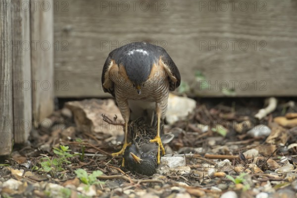 Eurasian sparrowhawk (Accipiter nisus) adult male bird of prey standing over its prey of a starling in a garden, England, United Kingdom