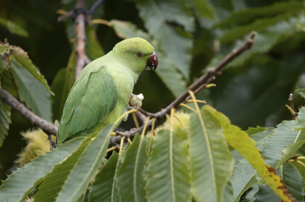 Ring-necked or Rose-ringed parakeet (Psittacula krameri) adult parrot bird feeding in a Sweet chesnut tree in autumn, England, United Kingdom