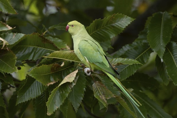 Ring-necked or Rose-ringed parakeet (Psittacula krameri) adult parrot bird feeding in a nut of a Sweet chesnut tree in autumn, England, United Kingdom