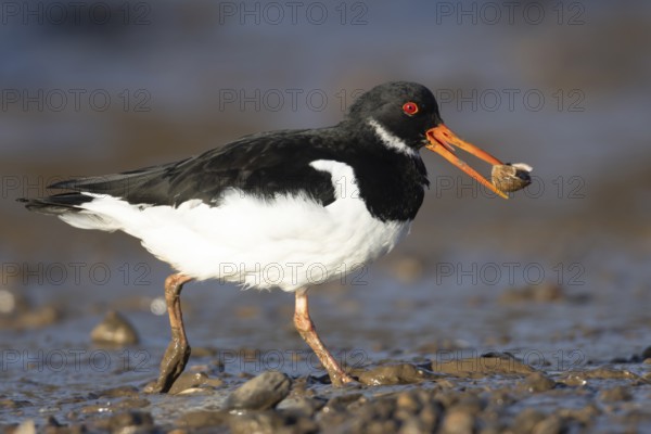 Eurasian oystercatcher (Haematopus ostralegus) adult wading bird carrying a mussel shell in its beak on a coastline, Norfolk, England, United Kingdom