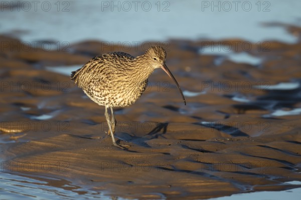 Eurasian curlew (Numenius arquata) adult wading bird on a coastal mudflat, Norfolk, England, United Kingdom