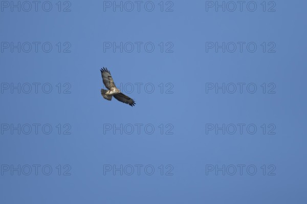 Common buzzard (Buteo buteo) adult bird of prey flying in a blue sky, England, United Kingdom