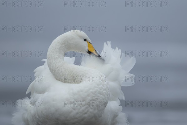 Whooper swan (Cygnus cygnus) adult bird preening its feathers in winter, England, United Kingdom