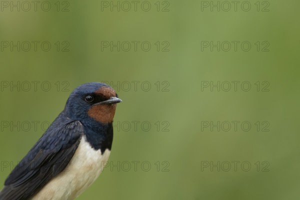 Barn swallow (Hirundo rustica) adult bird head portrait in summer, England, United Kingdom