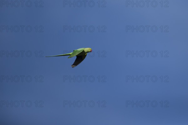 Ring-necked or Rose-ringed parakeet (Psittacula krameri) adult parrot bird flying in a blue sky, England, United Kingdom