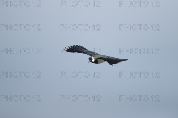 Northern lapwing (Vanellus vanellus) adult wading bird in flight in spring, RSPB Minsmere nature reserve, Suffolk, England, United Kingdom