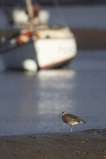 Eurasian curlew (Numenius arquata) adult wading bird on a coastal mudflat with a boat in the background, Norfolk, England, United Kingdom