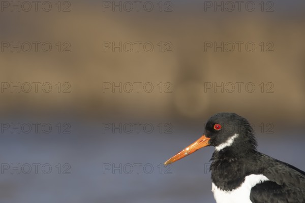 Eurasian oystercatcher (Haematopus ostralegus) adult wading bird head portrait, Norfolk, England, United Kingdom