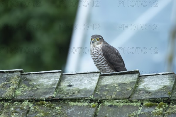Eurasian sparrowhawk (Accipiter nisus) adult female bird of prey on a garden shed roof, England, United Kingdom