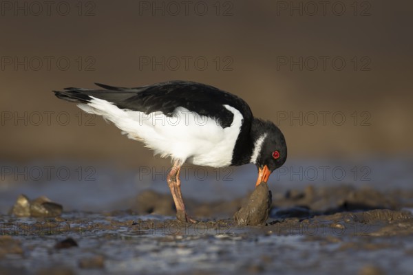 Eurasian oystercatcher (Haematopus ostralegus) adult wading bird feeding on a mussel shell on a coastline, Norfolk, England, United Kingdom