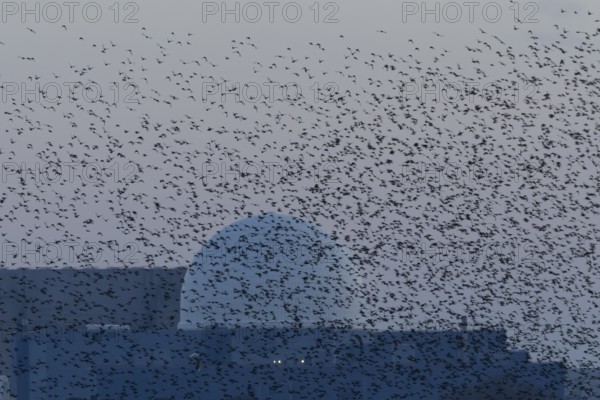 Eurasian starling (Sturnus vulgaris) adult birds flying in a flock in a murmuration in front of a dome of Sizewell B nuclear power station in winter, RSPB Minsmere nature reserve, Suffolk, England, United Kingdom