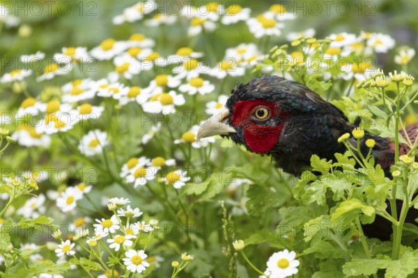 Common pheasant (Phasianus colchicus) adult male game bird amongst garden daisy flowers, England, United Kingdom