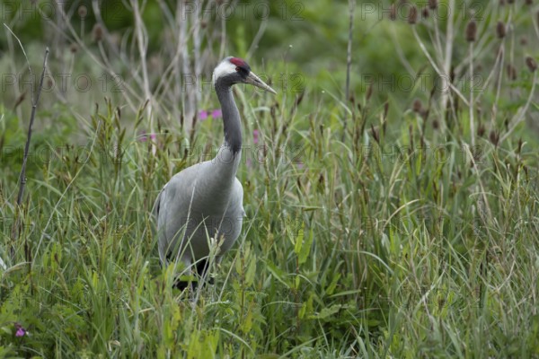 Common crane (Grus grus) adult bird in marshland in spring, England, United Kingdom