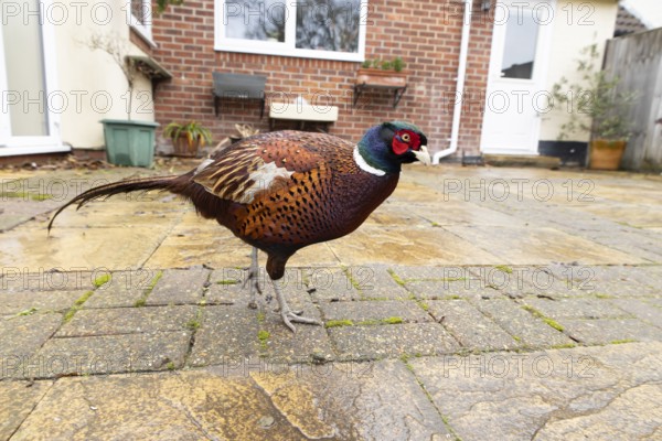 Common pheasant (Phasianus colchicus) adult male game bird on a garden patio with a house in the background, England, United Kingdom